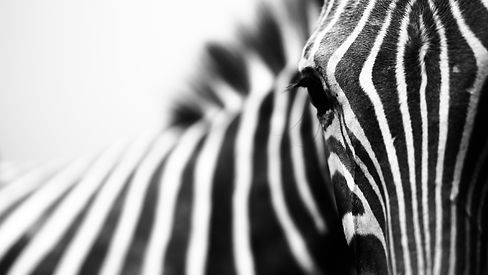 AdobeStock 190226656.jpeg