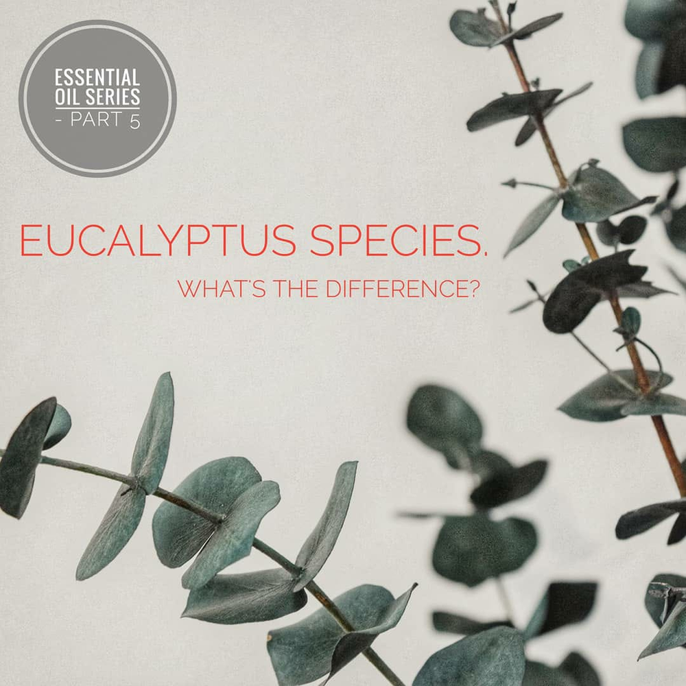 Eucalyptus species. What's the difference?