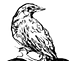 Rook street logo, a rook or crow