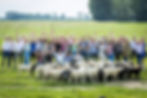 Schapen drijven