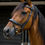 Thumbnail: Freedom Comfort Noseband / Black / Extra Full