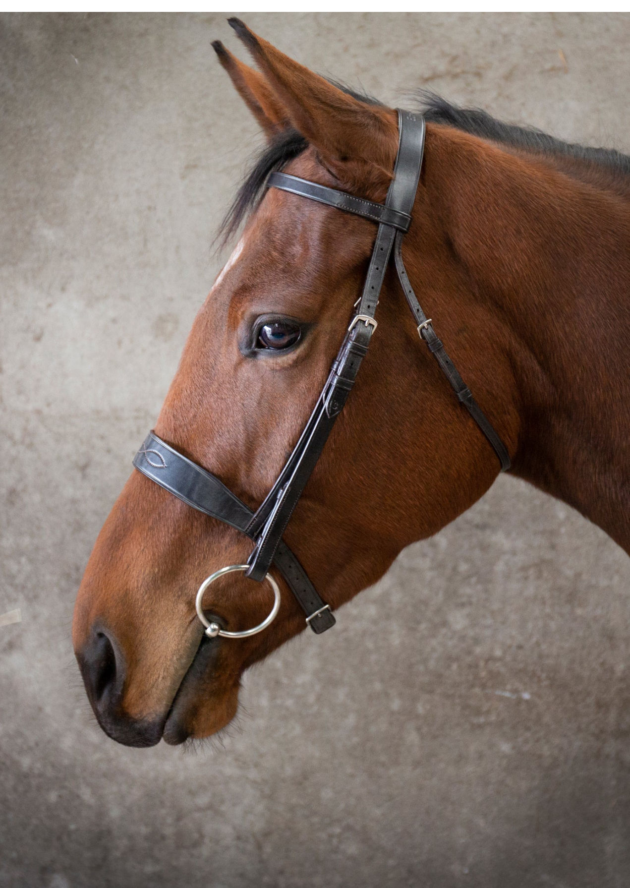 Classic Show Bridle / Brown / Cob