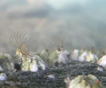 barnacles.webp