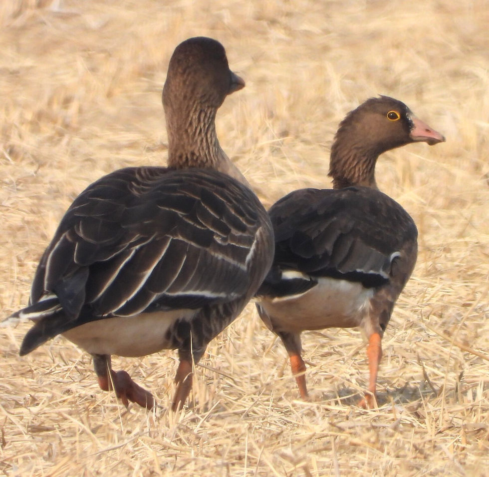 A Lesser White-fronted Goose Anser erythropus (right) with a Tundra Bean goose Anser serrirostris (© Bernhard Seliger)