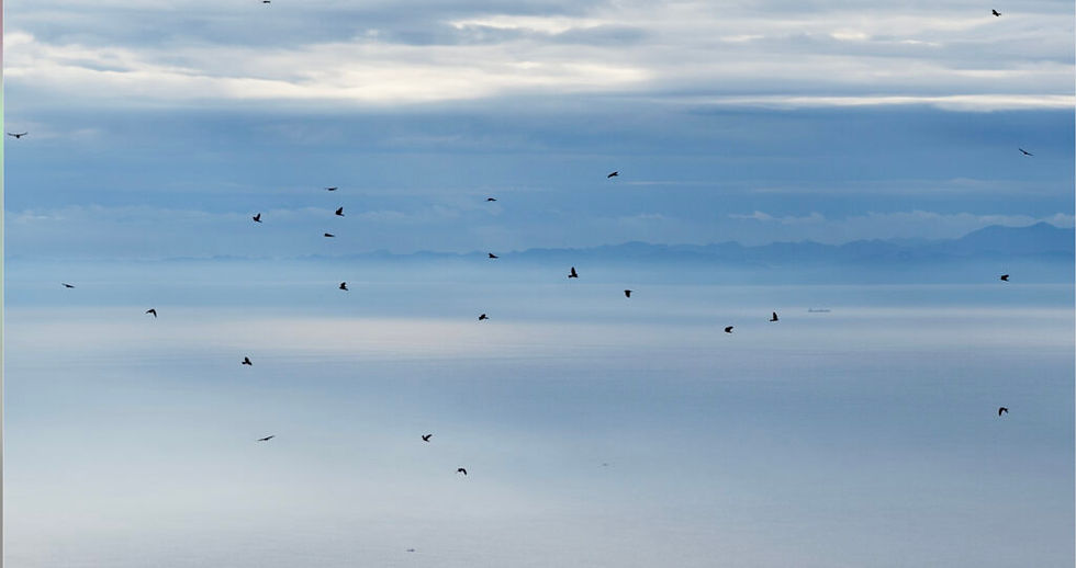 Chinese Sparrowhawks over Daehang, September 2025 © Kim Eojin.