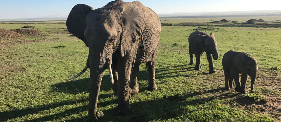 Masai Mara: Watching the Wild Life of Wildlife