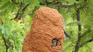 AvesCup_Emas_out2019_CB (1).JPG