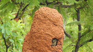 AvesCup_Emas_out2019_CB (1).JPG