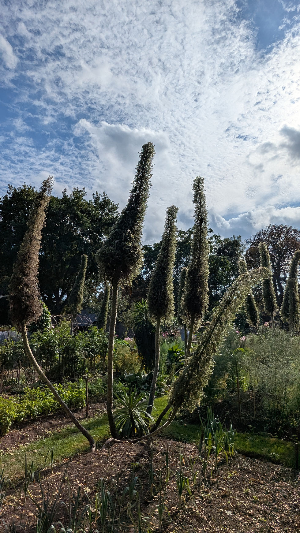 Echiums against the autumn sky