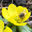 Writer: gardengateproject