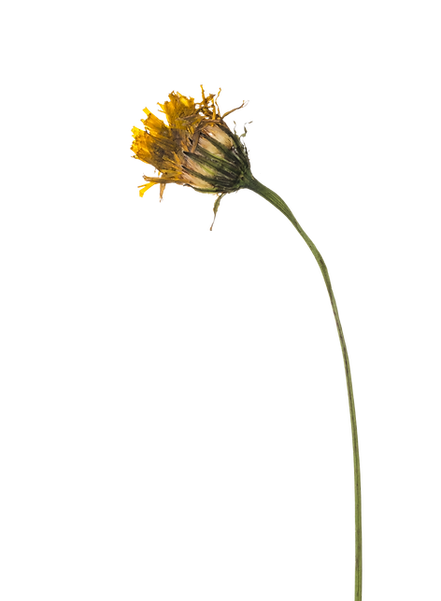 flower18.png