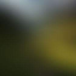 The Valley of Baca (suffering).