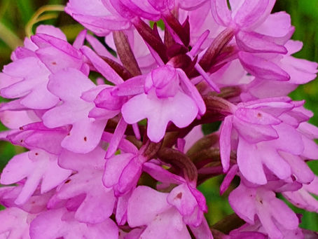 The pink flower