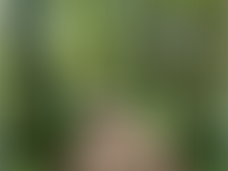 New Year New Freedom