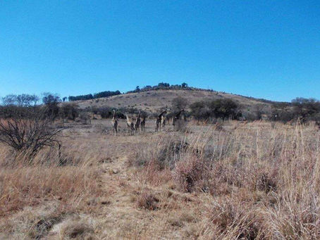 God's Amazing Kingdom