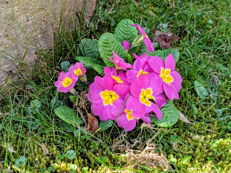 Spring