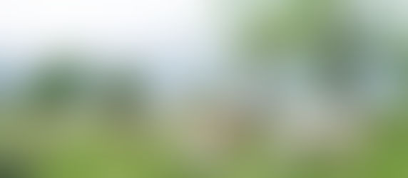 Sheep: A Fable of Love