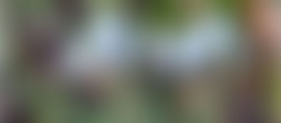 Inspirational Verses