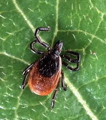 deer tick