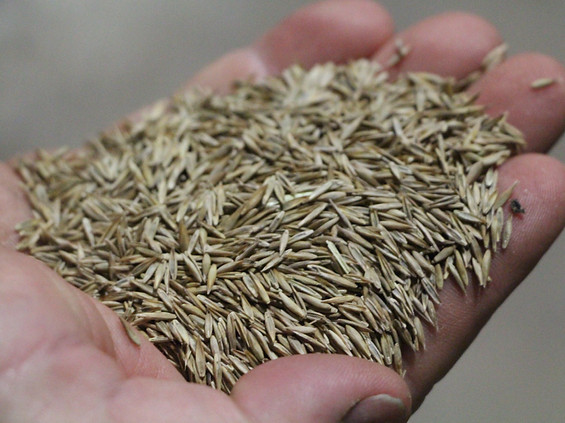 close-up-of-grass-seed.jpg