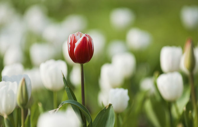 Sou único, igual a todo mundo