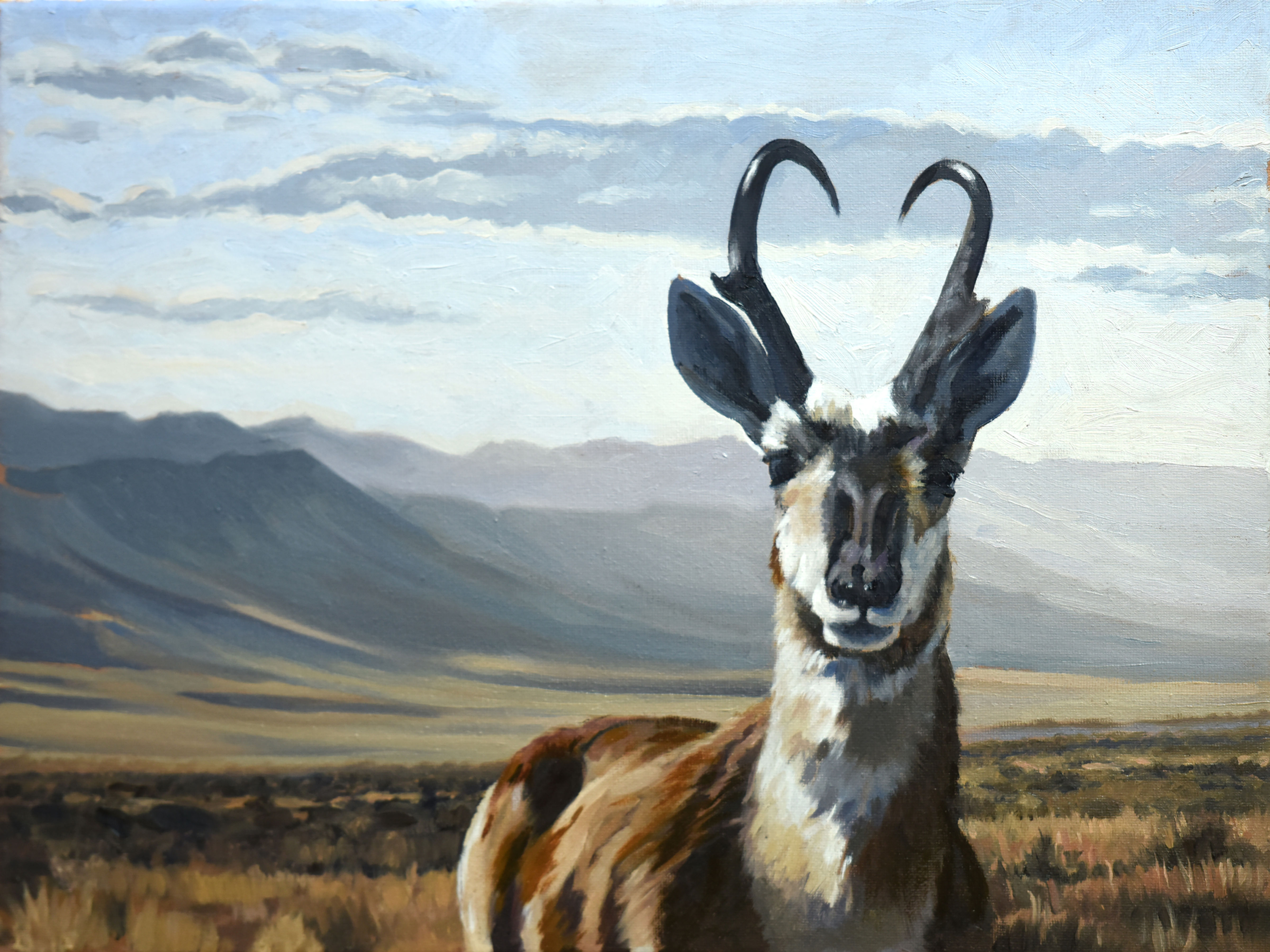 Oil painting of a pronghorn standing in arid western foothills.