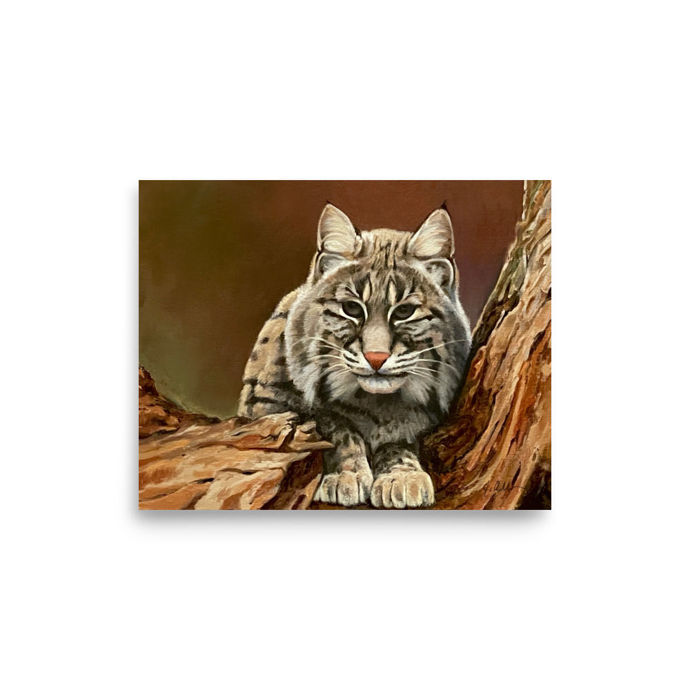 Alert bobcat resting on tree branch, looking forward, 