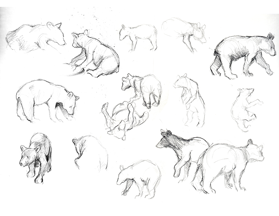 Collection of pencil sketches depicting bear cubs in various playful poses.