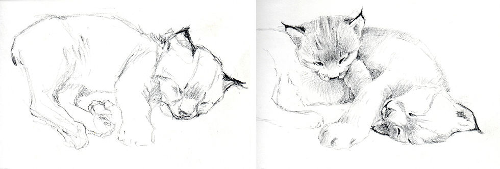 Pencil sketches of two lynx kittens, one sleeping, one observing.