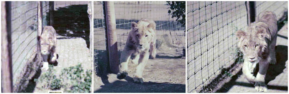 Three photos of a young lion in a game farm enclosure behind a wire fence.