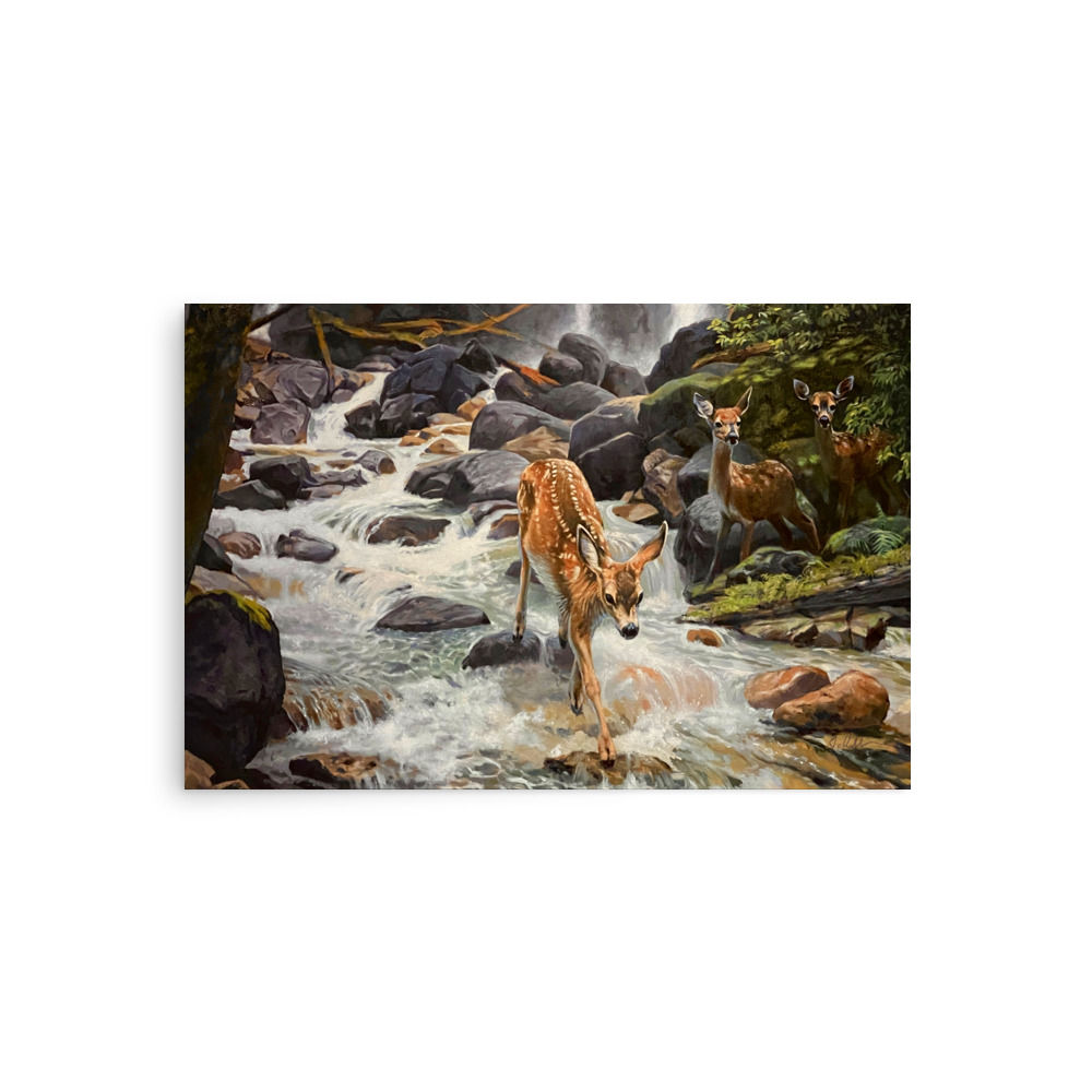Deer fawn cautiously crosses rocky, rushing stream as two fawns watch.