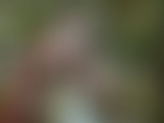 Exploring Wildlife Art: Concepts and Techniques from James C D Robbins