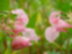 Impatiens