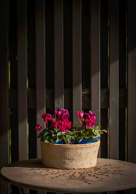 cyclamn-flowers-web.png