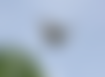 Synecoculture for biodiversity and our Future