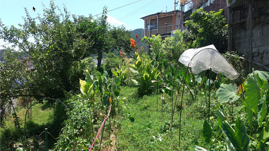 フードフォレストの夏の更新情報