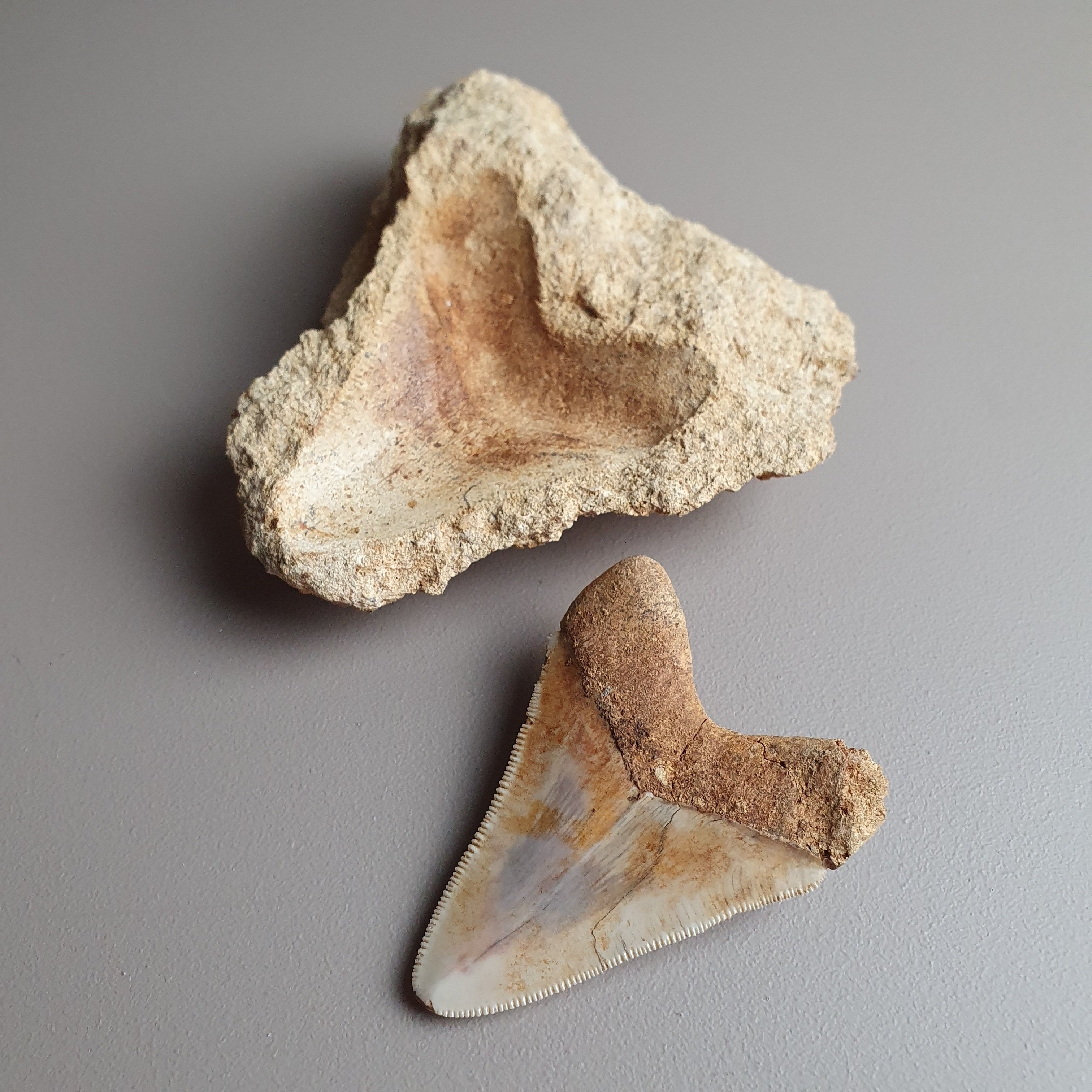 Beautiful Megalodon shark tooth with incredible natural matrix