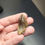 Thumbnail: Beautiful chocolate-brown Triceratops tooth from the Hell Creek Formation