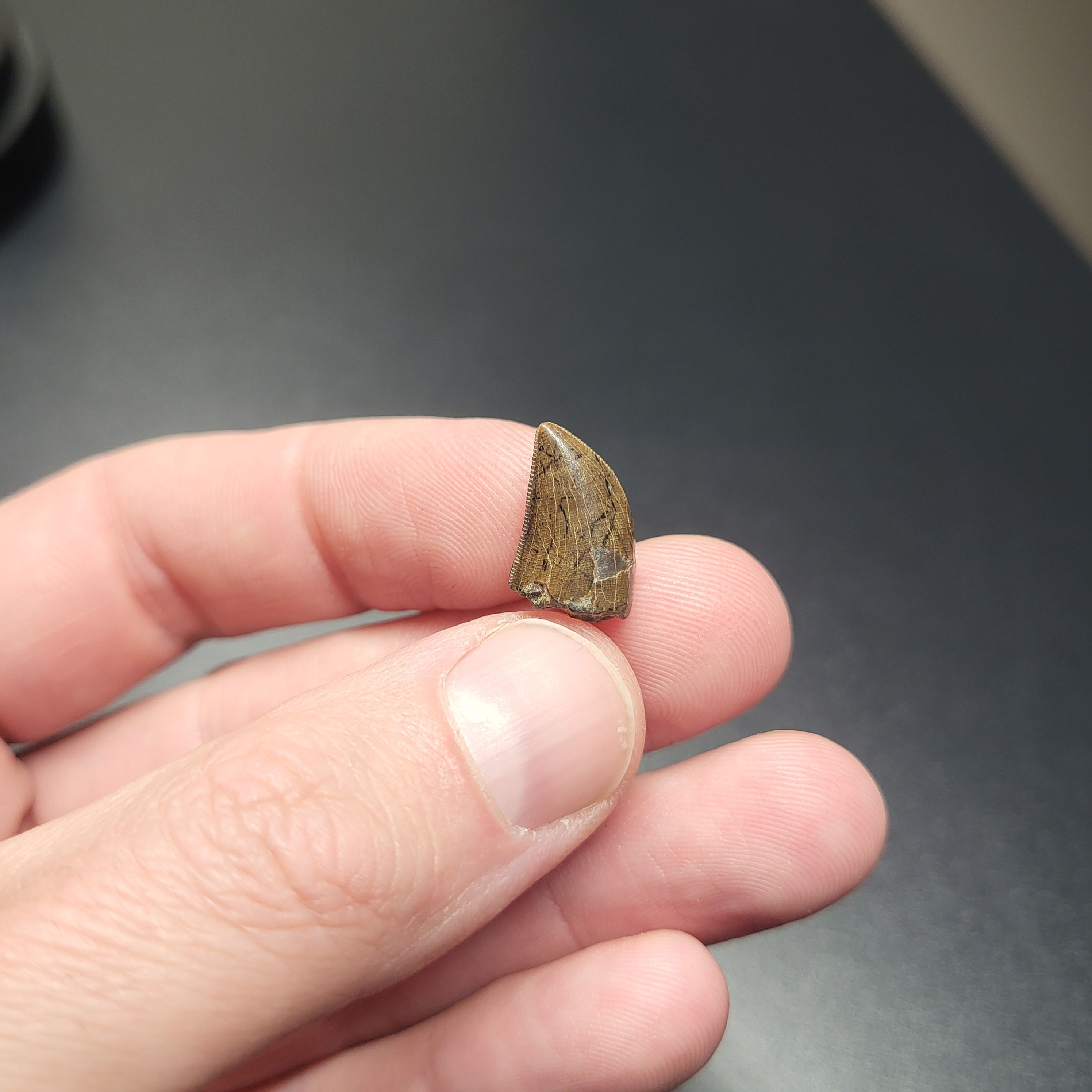 Tyrannosaur Gorgosaurus tooth from the Judith River Formation