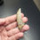 Thumbnail: 5,8 cm Gorgosaurus tooth from the Judith River Formation