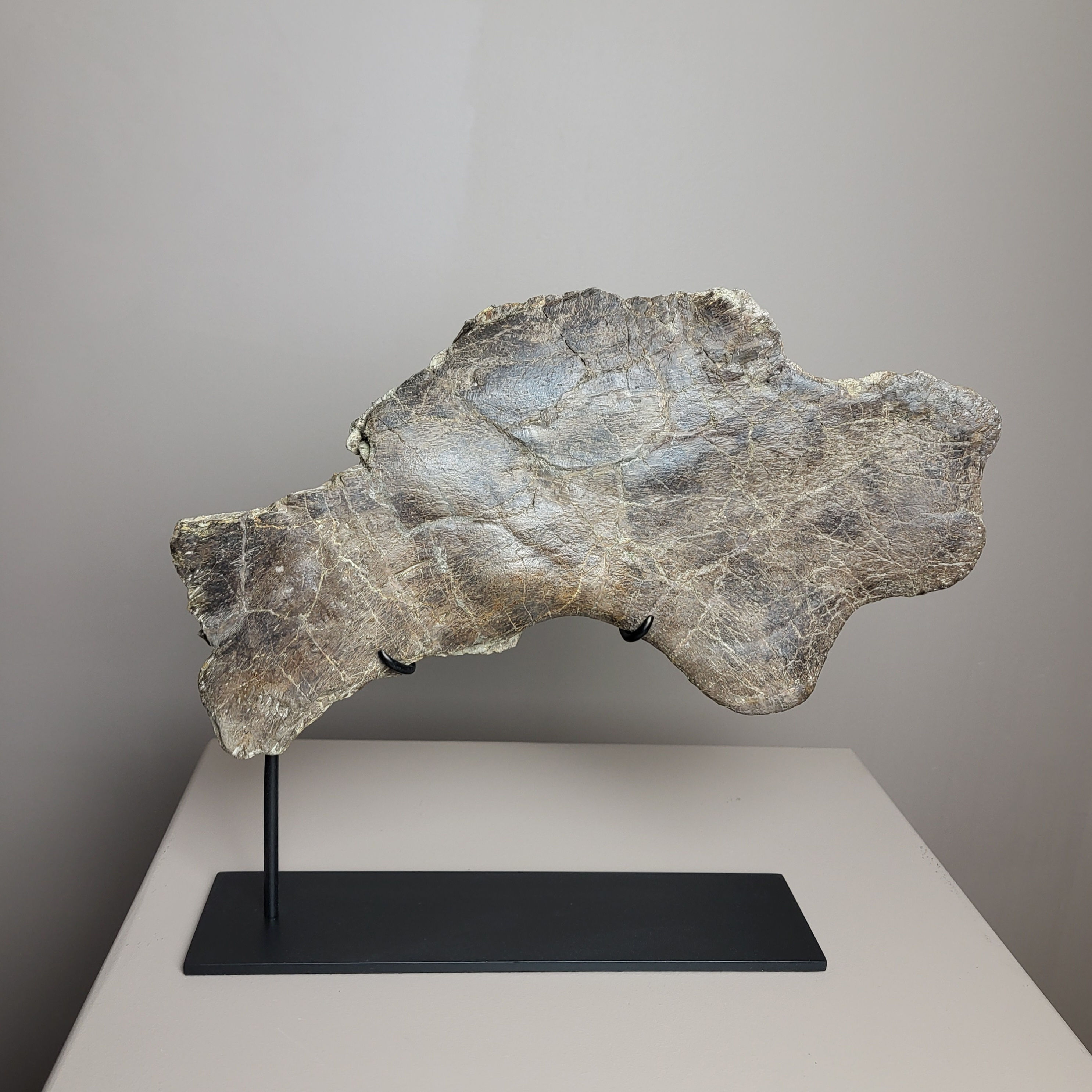 Rare Ceratopsian squamosal bone : Einiosaurus procurvicornis