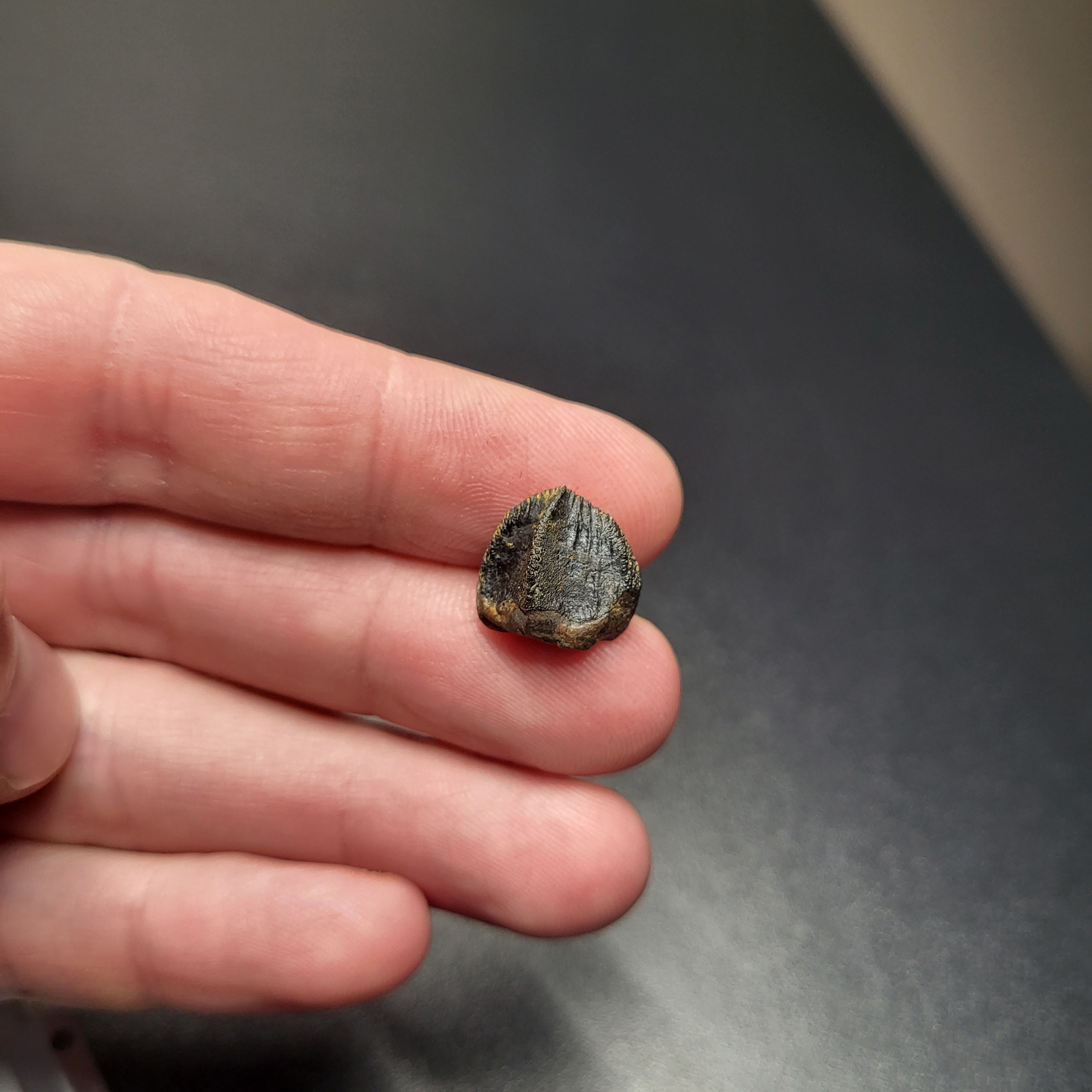 Rare Avaceratops tooth from the Judith River Formation