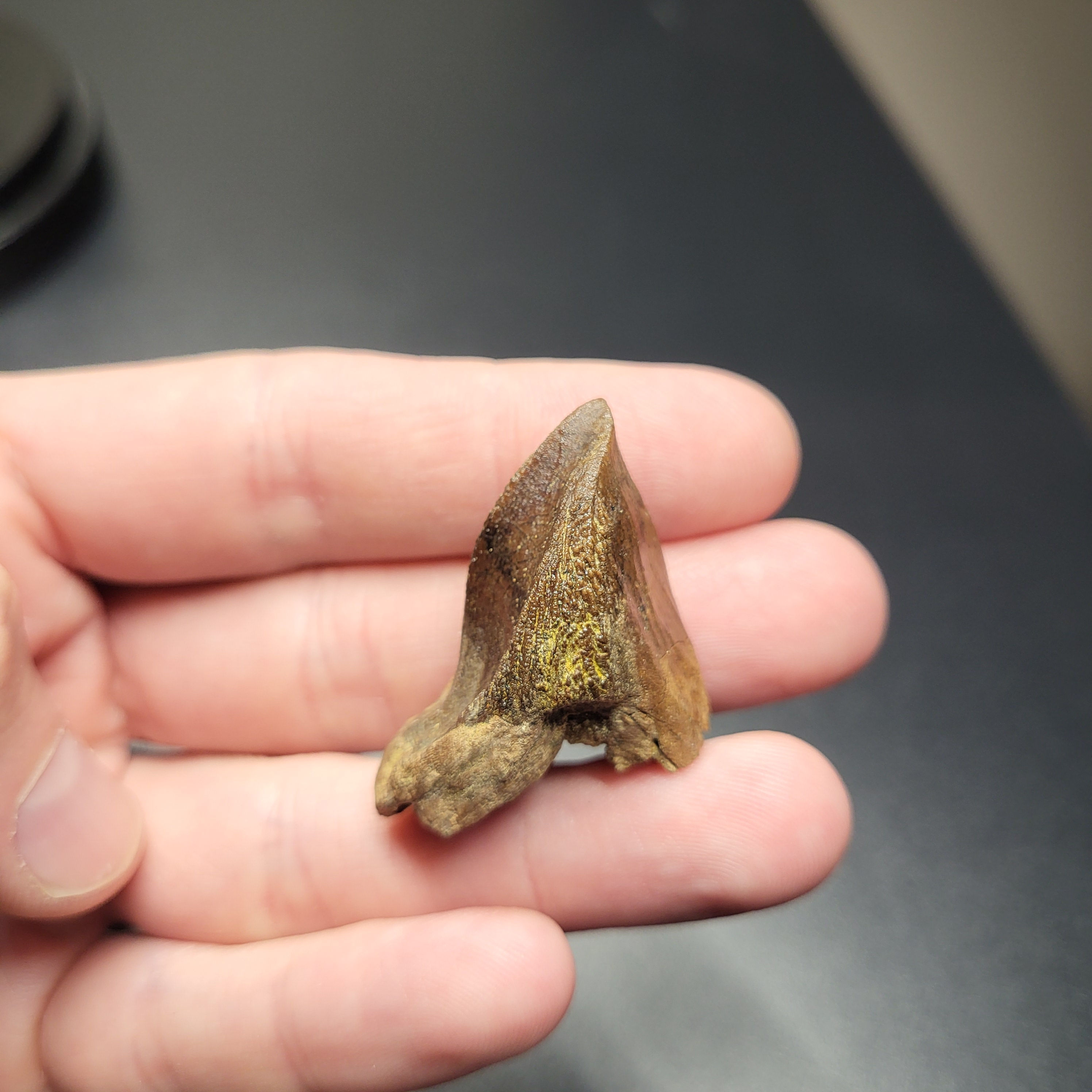 Beautiful chocolate-brown Triceratops tooth from the Hell Creek Formation