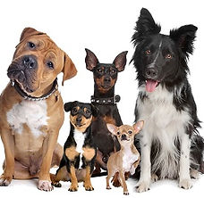 5 dogs cropped.jpg