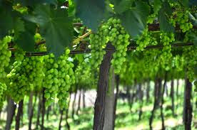 uvas_verdes.jpg