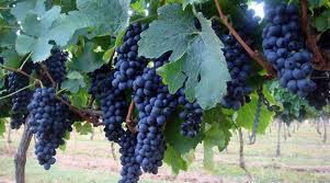 uvas.jpg