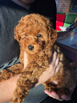Soba the poodle