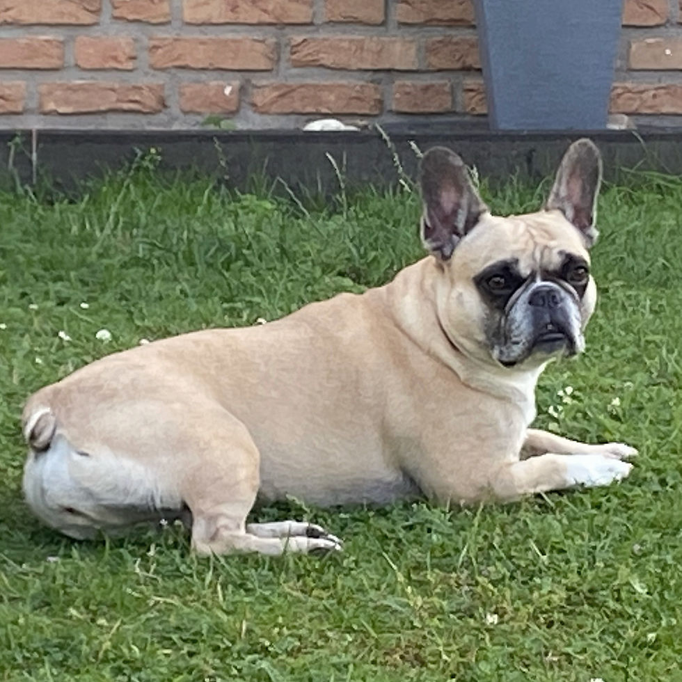 Souki im Garten ...