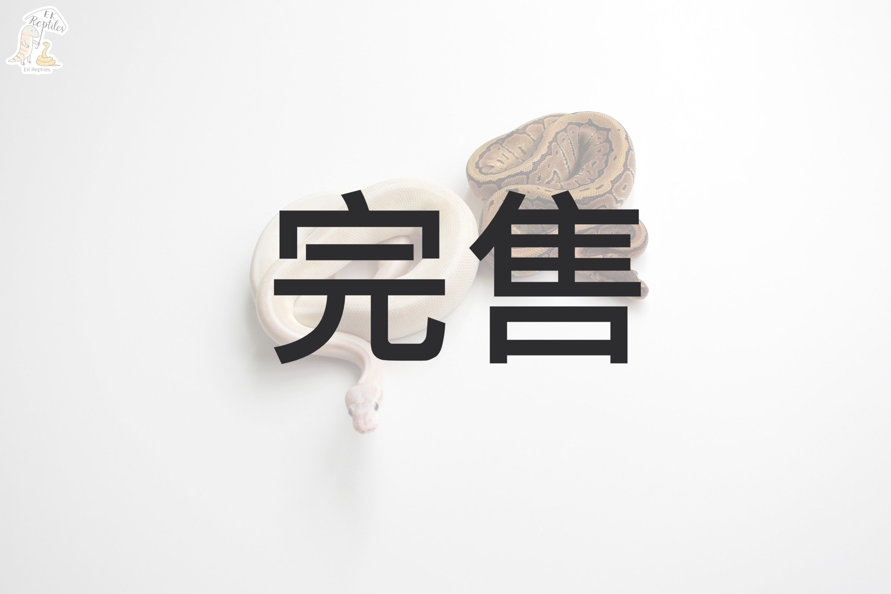 2021 球蟒繁殖組 藍眼白+細直線 (編號 2021M26F22)