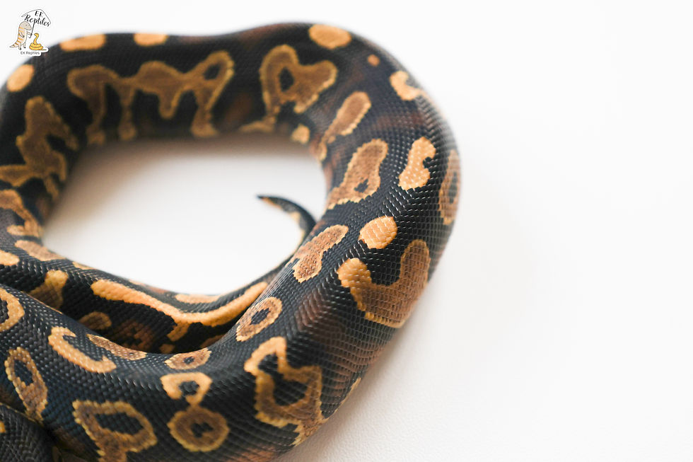 縮圖：黃腹 帶派 (編號2025F24)